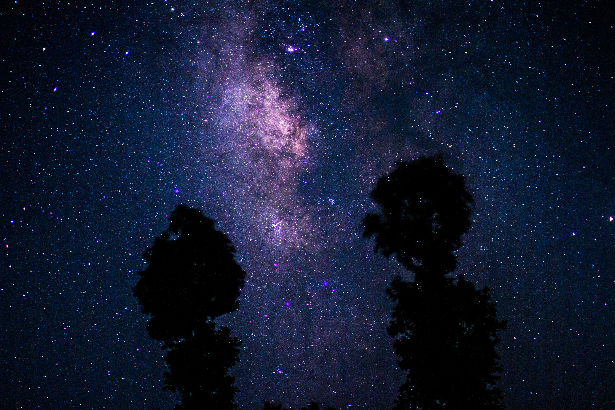 Silhouette of Trees Under Starry Night